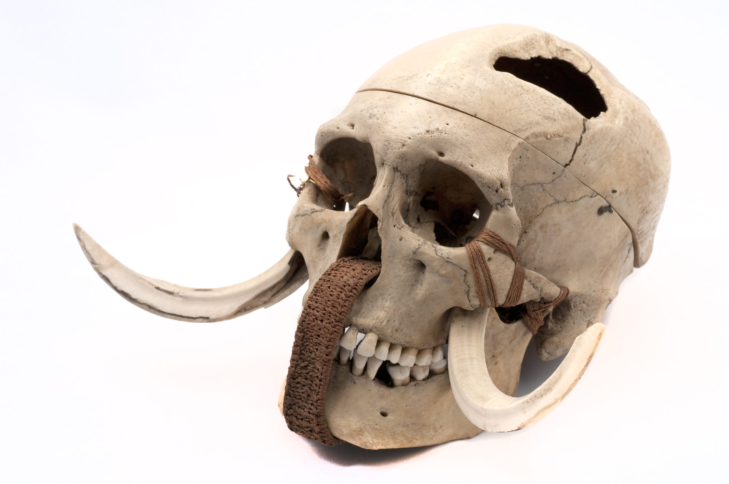 Conserver, documenter, transmettre Le regard de Christine Lefèvre sur les collections de restes humains du MNHN